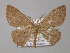  ( - BC ZSM Lep 01397)  @12 [ ] CreativeCommons - Attribution Non-Commercial Share-Alike (2010) Unspecified SNSB, Zoologische Staatssammlung Muenchen