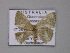  ( - BC ZSM Lep 01463)  @12 [ ] CreativeCommons - Attribution Non-Commercial Share-Alike (2010) Unspecified SNSB, Zoologische Staatssammlung Muenchen