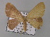  ( - BC ZSM Lep 01942)  @12 [ ] CreativeCommons - Attribution Non-Commercial Share-Alike (2010) Unspecified SNSB, Zoologische Staatssammlung Muenchen