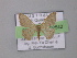  ( - BC ZSM Lep 02542)  @13 [ ] CreativeCommons - Attribution Non-Commercial Share-Alike (2010) Unspecified SNSB, Zoologische Staatssammlung Muenchen