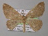  ( - BC ZSM Lep 02608)  @13 [ ] CreativeCommons - Attribution Non-Commercial Share-Alike (2010) Unspecified SNSB, Zoologische Staatssammlung Muenchen