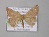  (Cyclophora AH01Au - BC ZSM Lep 08324)  @13 [ ] CreativeCommons - Attribution Non-Commercial Share-Alike (2010) Unspecified SNSB, Zoologische Staatssammlung Muenchen