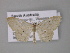  ( - BC ZSM Lep 10822)  @13 [ ] CreativeCommons - Attribution Non-Commercial Share-Alike (2010) Unspecified SNSB, Zoologische Staatssammlung Muenchen