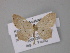  ( - BC ZSM Lep 10823)  @13 [ ] CreativeCommons - Attribution Non-Commercial Share-Alike (2010) Unspecified SNSB, Zoologische Staatssammlung Muenchen