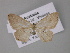  ( - BC ZSM Lep 10824)  @13 [ ] CreativeCommons - Attribution Non-Commercial Share-Alike (2010) Unspecified SNSB, Zoologische Staatssammlung Muenchen