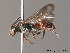  ( - BC ZSM HYM 10125)  @14 [ ] CreativeCommons - Attribution Non-Commercial Share-Alike (2010) ZSM (Zoologische Staatssammlung Muenchen) SNSB, Zoologische Staatssammlung Muenchen
