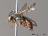  ( - BC ZSM HYM 10126)  @14 [ ] CreativeCommons - Attribution Non-Commercial Share-Alike (2010) ZSM (Zoologische Staatssammlung Muenchen) SNSB, Zoologische Staatssammlung Muenchen