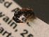  ( - BC ZSM HYM 11216)  @12 [ ] CreativeCommons - Attribution Non-Commercial Share-Alike (2015) Unspecified SNSB, Zoologische Staatssammlung Muenchen