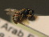  ( - BC ZSM HYM 11231)  @12 [ ] CreativeCommons - Attribution Non-Commercial Share-Alike (2015) Unspecified SNSB, Zoologische Staatssammlung Muenchen