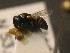  ( - BC ZSM HYM 11232)  @12 [ ] CreativeCommons - Attribution Non-Commercial Share-Alike (2015) Unspecified SNSB, Zoologische Staatssammlung Muenchen
