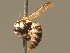  ( - BC ZSM HYM 11243)  @13 [ ] CreativeCommons - Attribution Non-Commercial Share-Alike (2015) Unspecified SNSB, Zoologische Staatssammlung Muenchen