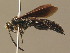  (Scolia miniata - BC ZSM HYM 11282)  @14 [ ] CreativeCommons - Attribution Non-Commercial Share-Alike (2015) Unspecified SNSB, Zoologische Staatssammlung Muenchen