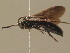  (Scolia hortorum - BC ZSM HYM 11287)  @14 [ ] CreativeCommons - Attribution Non-Commercial Share-Alike (2015) Unspecified SNSB, Zoologische Staatssammlung Muenchen