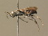  ( - BC ZSM HYM 11296)  @13 [ ] CreativeCommons - Attribution Non-Commercial Share-Alike (2015) Unspecified SNSB, Zoologische Staatssammlung Muenchen