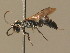  ( - BC ZSM HYM 11299)  @13 [ ] CreativeCommons - Attribution Non-Commercial Share-Alike (2015) Unspecified SNSB, Zoologische Staatssammlung Muenchen