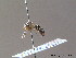  ( - BC ZSM HYM 11935)  @11 [ ] CreativeCommons - Attribution Non-Commercial Share-Alike (2010) ZSM (Zoologische Staatssammlung Muenchen) SNSB, Zoologische Staatssammlung Muenchen