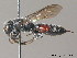  ( - BC ZSM HYM 12083)  @11 [ ] CreativeCommons - Attribution Non-Commercial Share-Alike (2010) ZSM (Zoologische Staatssammlung Muenchen) SNSB, Zoologische Staatssammlung Muenchen