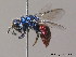  (Chrysis inaequalis - BC ZSM HYM 12137)  @14 [ ] CreativeCommons - Attribution Non-Commercial Share-Alike (2010) ZSM (Zoologische Staatssammlung Muenchen) SNSB, Zoologische Staatssammlung Muenchen
