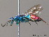  (Chrysis immaculata - BC ZSM HYM 12143)  @11 [ ] CreativeCommons - Attribution Non-Commercial Share-Alike (2010) ZSM (Zoologische Staatssammlung Muenchen) SNSB, Zoologische Staatssammlung Muenchen