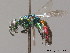  ( - BC ZSM HYM 12151)  @11 [ ] CreativeCommons - Attribution Non-Commercial Share-Alike (2010) ZSM (Zoologische Staatssammlung Muenchen) SNSB, Zoologische Staatssammlung Muenchen