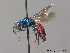  (Chrysis mediadentata - BC ZSM HYM 12152)  @11 [ ] CreativeCommons - Attribution Non-Commercial Share-Alike (2010) ZSM (Zoologische Staatssammlung Muenchen) SNSB, Zoologische Staatssammlung Muenchen