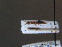  ( - BC ZSM HYM 12266)  @11 [ ] CreativeCommons - Attribution Non-Commercial Share-Alike (2010) ZSM (Zoologische Staatssammlung Muenchen) SNSB, Zoologische Staatssammlung Muenchen
