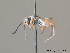  ( - BC ZSM HYM 12342)  @13 [ ] CreativeCommons - Attribution Non-Commercial Share-Alike (2010) ZSM (Zoologische Staatssammlung Muenchen) SNSB, Zoologische Staatssammlung Muenchen