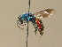  ( - BC ZSM HYM 12739)  @14 [ ] CreativeCommons - Attribution Non-Commercial Share-Alike (2015) Unspecified SNSB, Zoologische Staatssammlung Muenchen