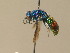  (Chrysis parabrevitarsis - BC ZSM HYM 12742)  @14 [ ] CreativeCommons - Attribution Non-Commercial Share-Alike (2015) Unspecified SNSB, Zoologische Staatssammlung Muenchen