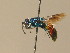  ( - BC ZSM HYM 12748)  @14 [ ] CreativeCommons - Attribution Non-Commercial Share-Alike (2015) Unspecified SNSB, Zoologische Staatssammlung Muenchen