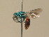  (Chrysis solida - BC ZSM HYM 12753)  @14 [ ] CreativeCommons - Attribution Non-Commercial Share-Alike (2015) Unspecified SNSB, Zoologische Staatssammlung Muenchen