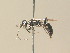  ( - BC ZSM HYM 12811)  @13 [ ] CreativeCommons - Attribution Non-Commercial Share-Alike (2015) Unspecified SNSB, Zoologische Staatssammlung Muenchen