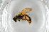  (Andrena aberrans - BC ZSM HYM 12826)  @13 [ ] CreativeCommons - Attribution Non-Commercial Share-Alike (2015) Unspecified SNSB, Zoologische Staatssammlung Muenchen