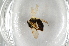  (Andrena rufula - BC ZSM HYM 12828)  @13 [ ] CreativeCommons - Attribution Non-Commercial Share-Alike (2015) Unspecified SNSB, Zoologische Staatssammlung Muenchen