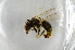  ( - BC ZSM HYM 12834)  @12 [ ] CreativeCommons - Attribution Non-Commercial Share-Alike (2015) Unspecified SNSB, Zoologische Staatssammlung Muenchen