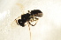  (Andrena aciculata - BC ZSM HYM 12838)  @11 [ ] CreativeCommons - Attribution Non-Commercial Share-Alike (2015) Unspecified SNSB, Zoologische Staatssammlung Muenchen