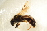  ( - BC ZSM HYM 12844)  @11 [ ] CreativeCommons - Attribution Non-Commercial Share-Alike (2015) Unspecified SNSB, Zoologische Staatssammlung Muenchen