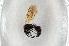  (Physetopoda halensis - BC ZSM HYM 12853)  @13 [ ] CreativeCommons - Attribution Non-Commercial Share-Alike (2015) Unspecified SNSB, Zoologische Staatssammlung Muenchen