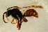  (Nomada symphyti - BC ZSM HYM 12860)  @13 [ ] CreativeCommons - Attribution Non-Commercial Share-Alike (2015) Unspecified SNSB, Zoologische Staatssammlung Muenchen
