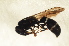  ( - BC ZSM HYM 12886)  @11 [ ] CreativeCommons - Attribution Non-Commercial Share-Alike (2015) Unspecified SNSB, Zoologische Staatssammlung Muenchen