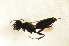  ( - BC ZSM HYM 12888)  @12 [ ] CreativeCommons - Attribution Non-Commercial Share-Alike (2015) Unspecified SNSB, Zoologische Staatssammlung Muenchen