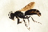  (Miscophus niger - BC ZSM HYM 12890)  @14 [ ] CreativeCommons - Attribution Non-Commercial Share-Alike (2015) Unspecified SNSB, Zoologische Staatssammlung Muenchen