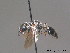  ( - BC ZSM HYM 12958)  @13 [ ] CreativeCommons - Attribution Non-Commercial Share-Alike (2010) ZSM (Zoologische Staatssammlung Muenchen) SNSB, Zoologische Staatssammlung Muenchen