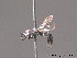  ( - BC ZSM HYM 12968)  @13 [ ] CreativeCommons - Attribution Non-Commercial Share-Alike (2010) ZSM (Zoologische Staatssammlung Muenchen) SNSB, Zoologische Staatssammlung Muenchen