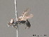  ( - BC ZSM HYM 12969)  @13 [ ] CreativeCommons - Attribution Non-Commercial Share-Alike (2010) ZSM (Zoologische Staatssammlung Muenchen) SNSB, Zoologische Staatssammlung Muenchen