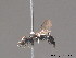  ( - BC ZSM HYM 12970)  @13 [ ] CreativeCommons - Attribution Non-Commercial Share-Alike (2010) ZSM (Zoologische Staatssammlung Muenchen) SNSB, Zoologische Staatssammlung Muenchen