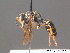  ( - BC ZSM HYM 13086)  @11 [ ] CreativeCommons - Attribution Non-Commercial Share-Alike (2010) ZSM (Zoologische Staatssammlung Muenchen) SNSB, Zoologische Staatssammlung Muenchen