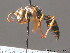  ( - BC ZSM HYM 13087)  @13 [ ] CreativeCommons - Attribution Non-Commercial Share-Alike (2010) ZSM (Zoologische Staatssammlung Muenchen) SNSB, Zoologische Staatssammlung Muenchen