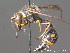  ( - BC ZSM HYM 13093)  @13 [ ] CreativeCommons - Attribution Non-Commercial Share-Alike (2010) ZSM (Zoologische Staatssammlung Muenchen) SNSB, Zoologische Staatssammlung Muenchen
