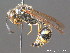  ( - BC ZSM HYM 13094)  @14 [ ] CreativeCommons - Attribution Non-Commercial Share-Alike (2010) ZSM (Zoologische Staatssammlung Muenchen) SNSB, Zoologische Staatssammlung Muenchen